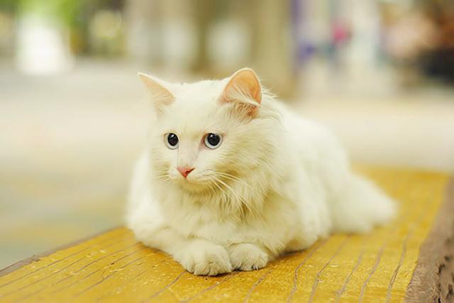临清狮猫