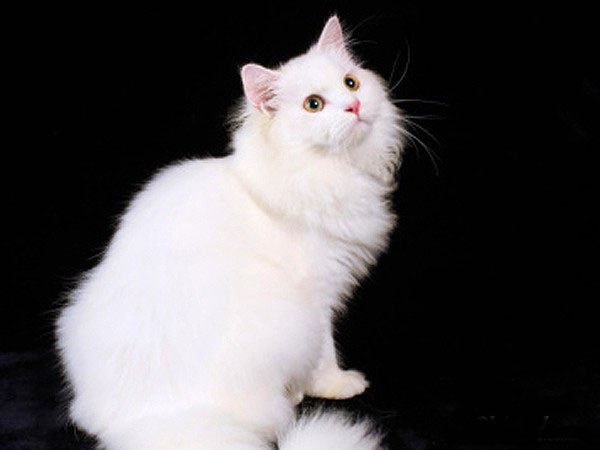 临清狮猫