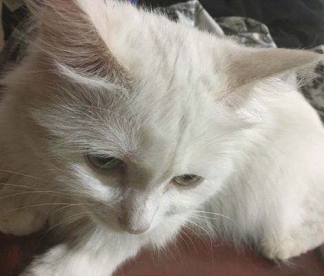 临清狮猫