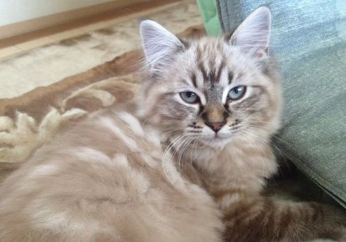 拉邦猫