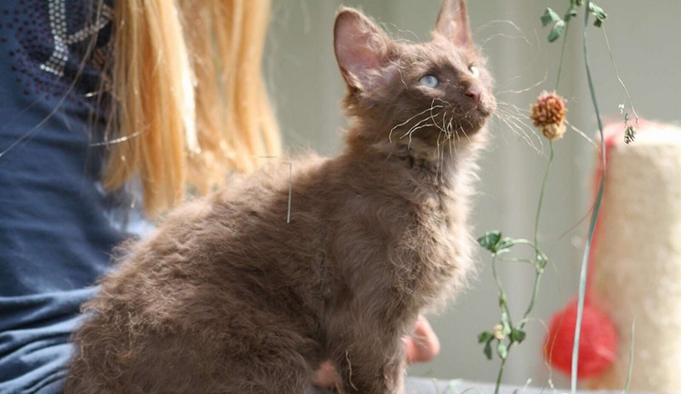 拉邦猫