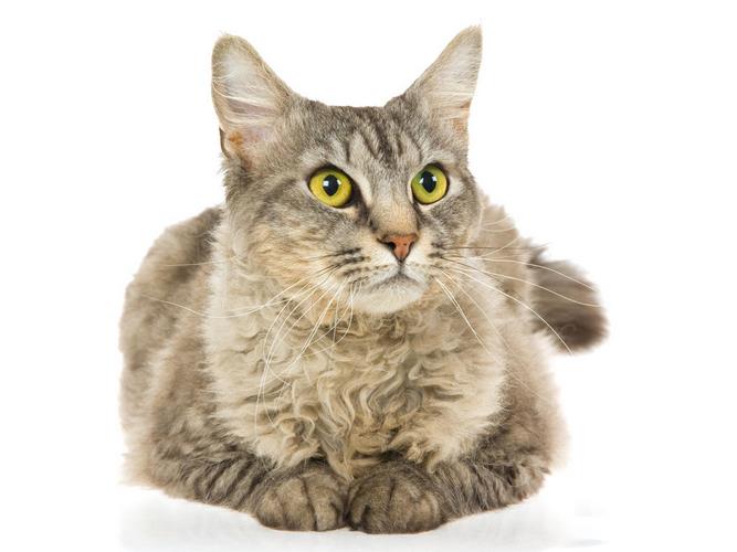 拉邦猫