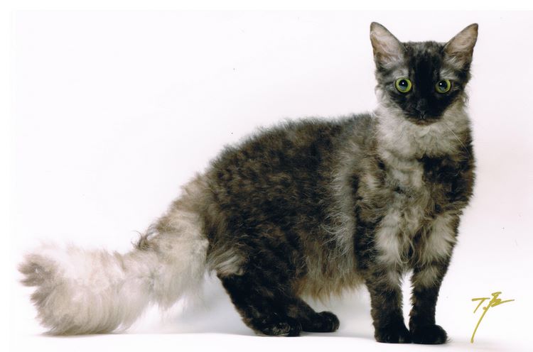 拉邦猫