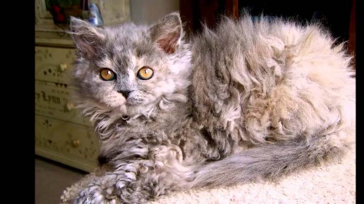 拉邦猫