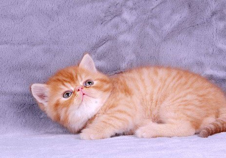 褴褛猫
