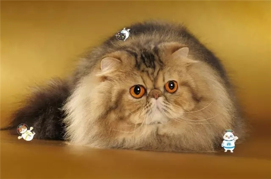 褴褛猫