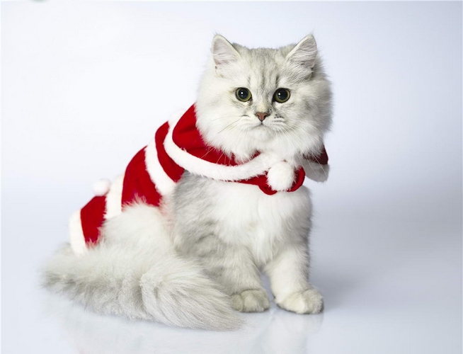 褴褛猫
