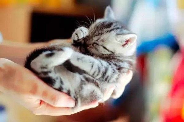 褴褛猫
