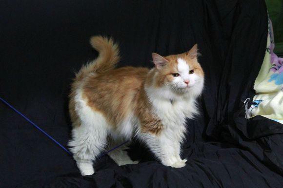 褴褛猫