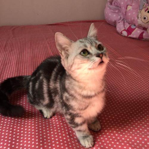 腊肠猫