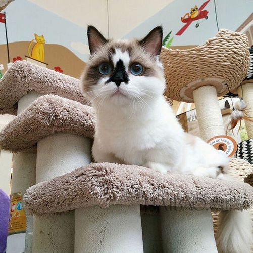 腊肠猫