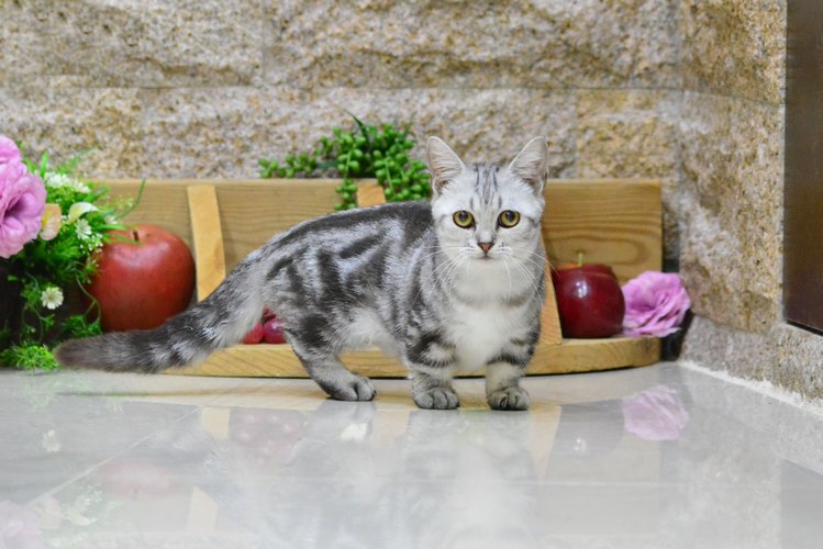 腊肠猫