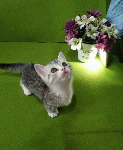 腊肠猫