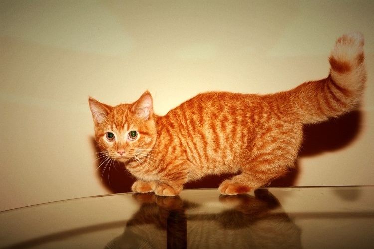 腊肠猫