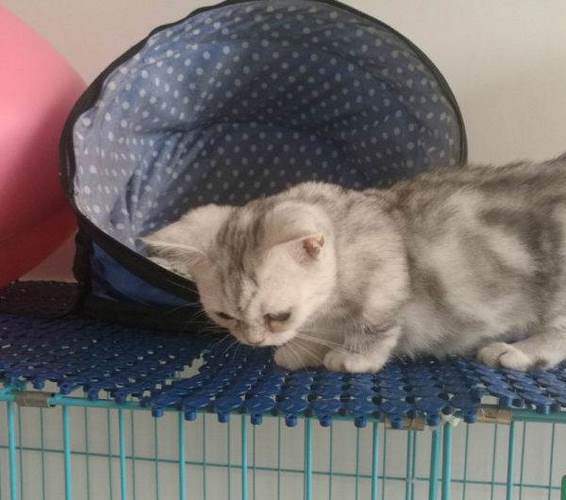 腊肠猫
