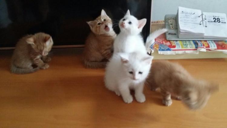 中国狸花猫