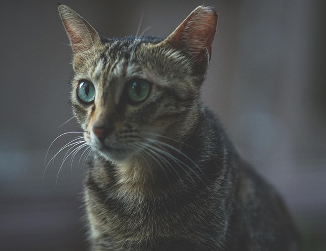 中国狸花猫