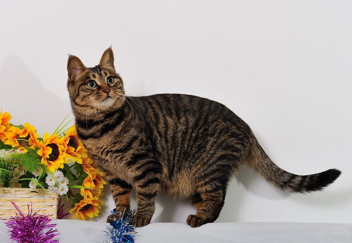 中国狸花猫