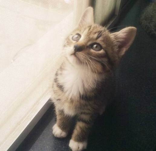 中国狸花猫