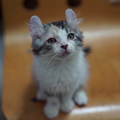 美国卷耳猫