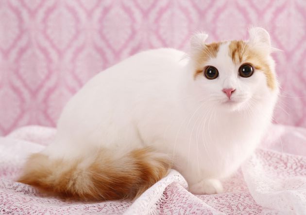 美国卷耳猫