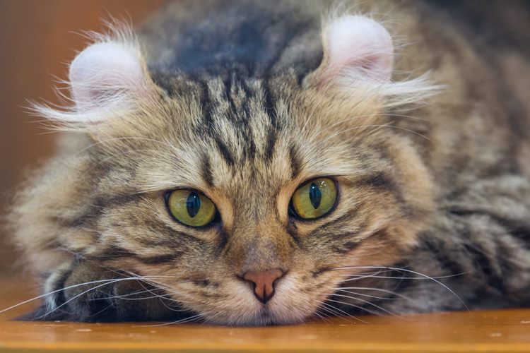 美国卷耳猫