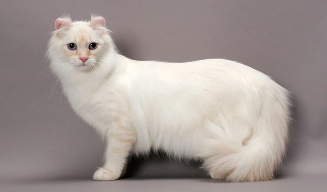 美国卷耳猫