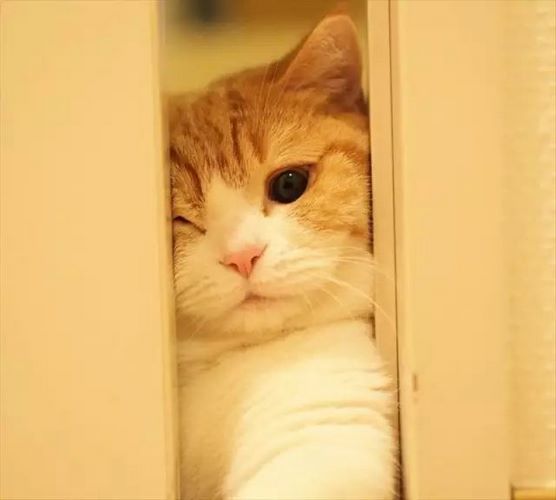 曼切堪猫