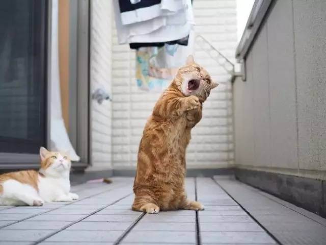 曼切堪猫