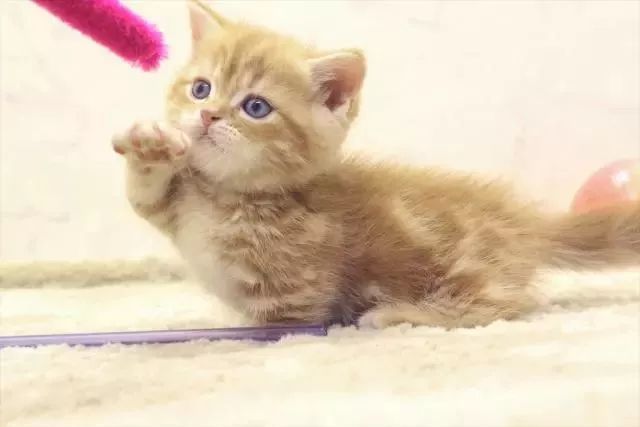 曼切堪猫