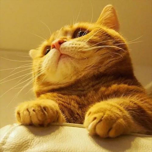 曼切堪猫
