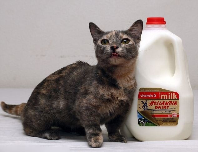 曼切堪猫