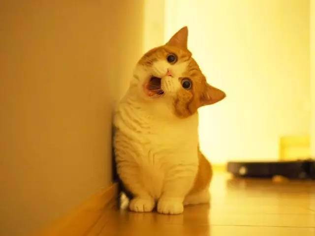 曼切堪猫