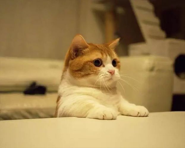 曼切堪猫