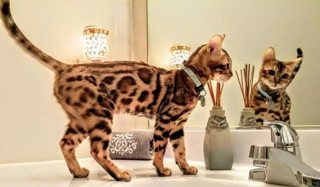 孟加拉豹猫