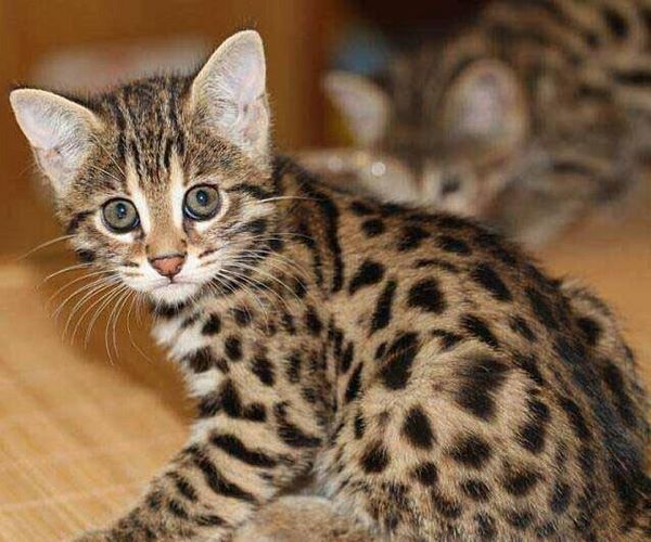 孟加拉豹猫