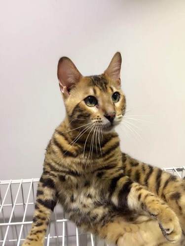 孟加拉豹猫