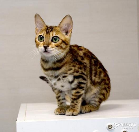 孟加拉豹猫