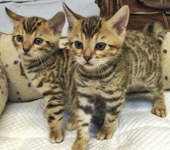 孟加拉豹猫