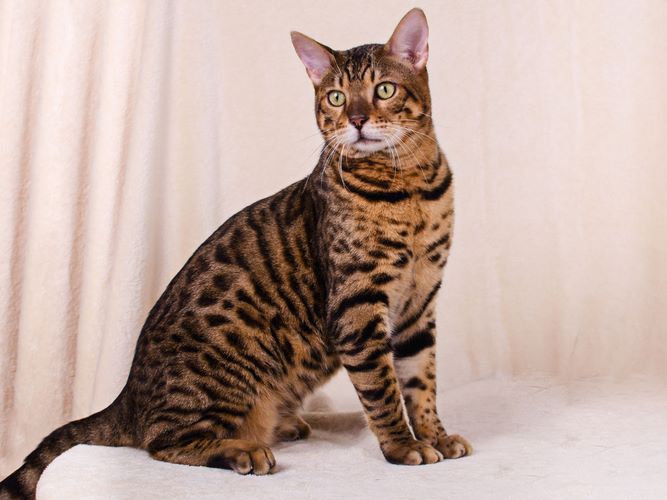 孟加拉豹猫
