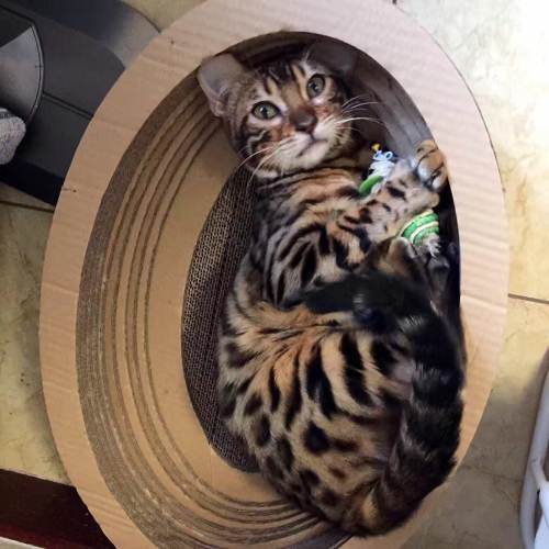 孟加拉豹猫