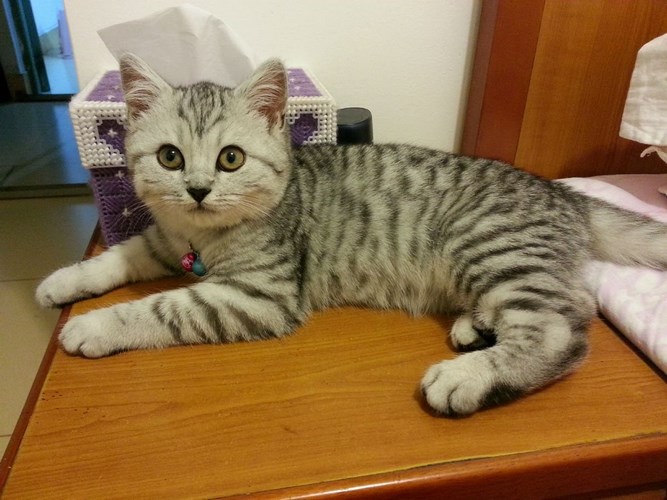 美国短尾猫