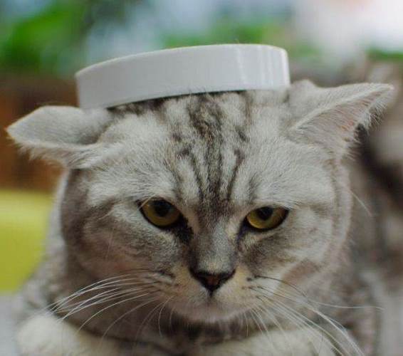 美国短尾猫