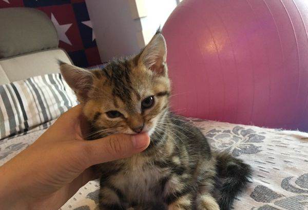 美国短尾猫