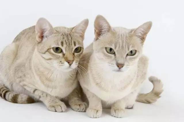 美国短尾猫