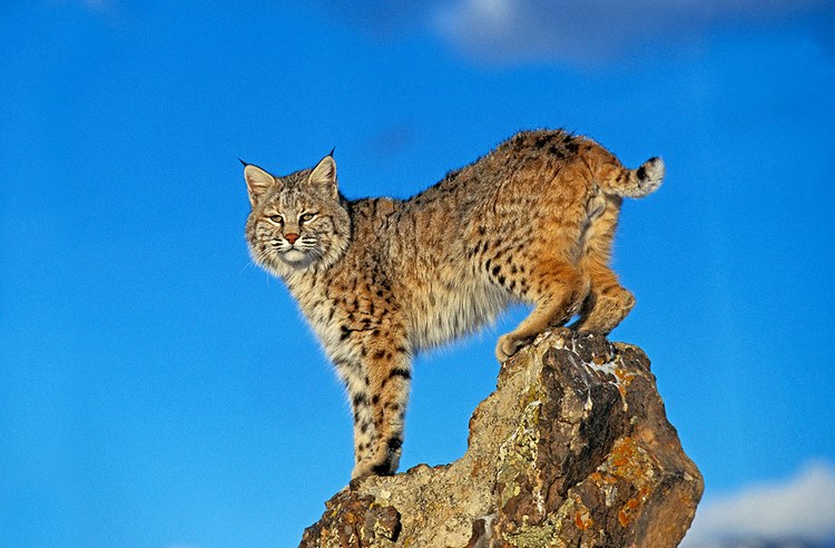 美国短尾猫