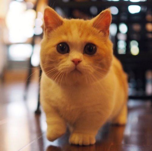 曼基康猫