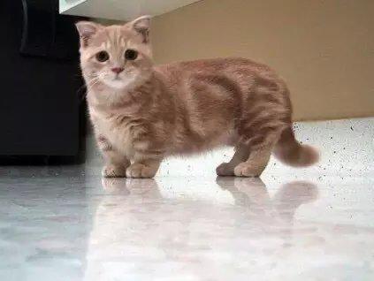 曼基康猫