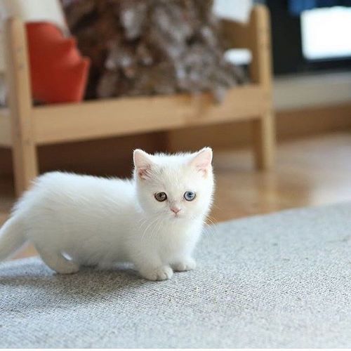 曼基康猫