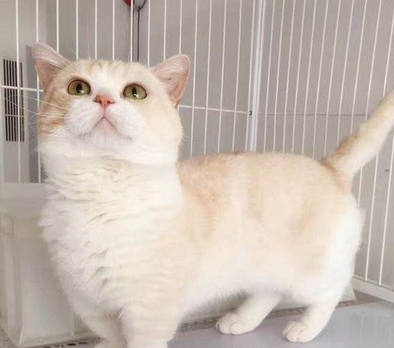 曼基康猫